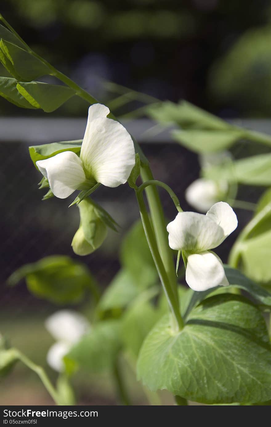 Sugar Snap Peas put forth blossoms in the early morning sunshine in a garden in North Carolina. Sugar Snap Peas put forth blossoms in the early morning sunshine in a garden in North Carolina