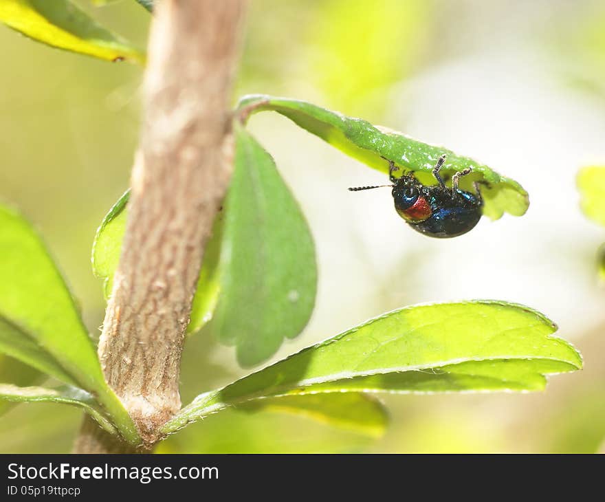 One blue bug hanging under a green leaf in nature. One blue bug hanging under a green leaf in nature