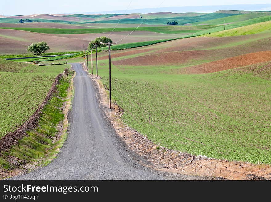 Horizontal view of country road lined by telephone poles with early spring green fields on both sides in the Palouse area of Washington State. Horizontal view of country road lined by telephone poles with early spring green fields on both sides in the Palouse area of Washington State.