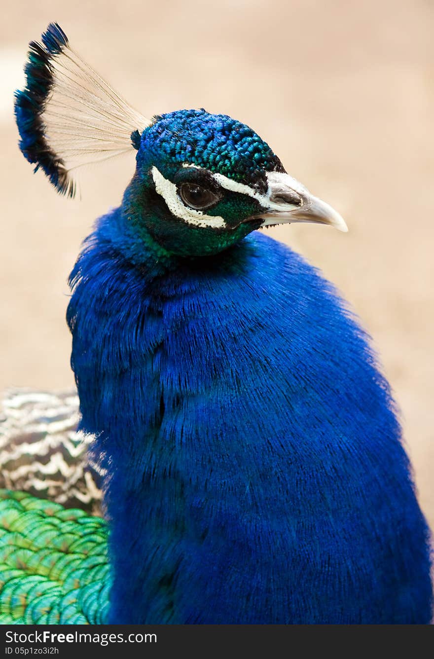 Peacock head close up view