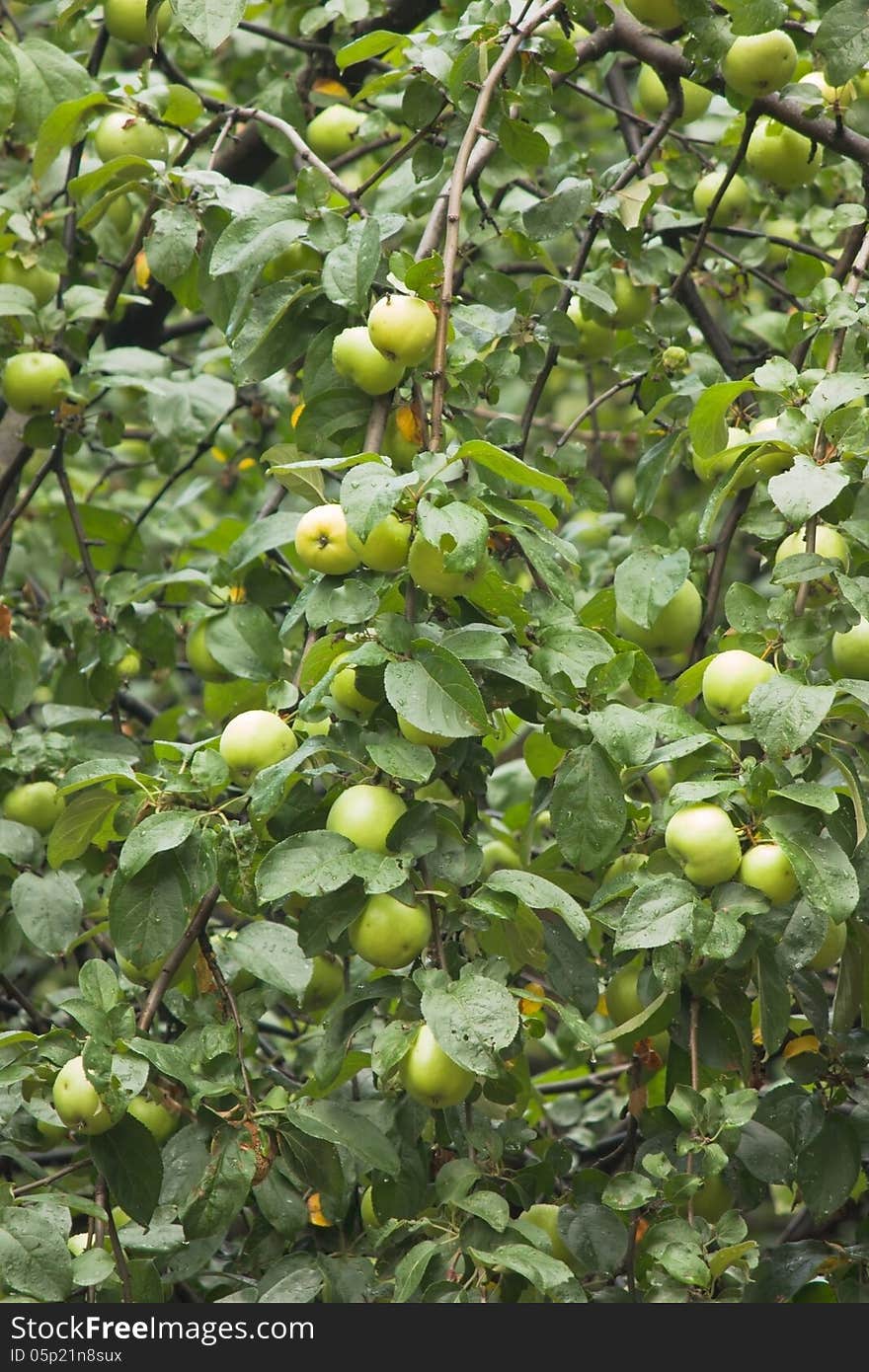 Many green apples grow on apple-tree branch with leaves under sunlight close-up view. Many green apples grow on apple-tree branch with leaves under sunlight close-up view