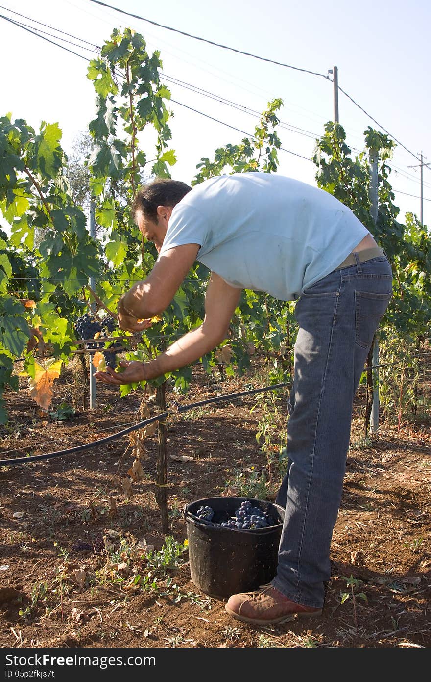 Farmer at work during the harvesting time for grapes