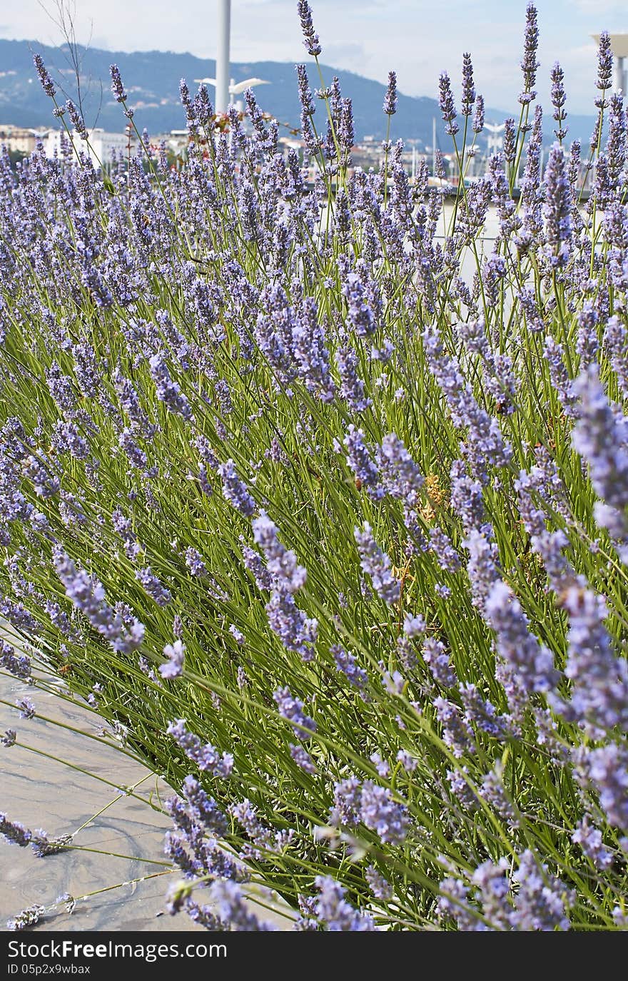 Flower of lavender in a garden in la spezia