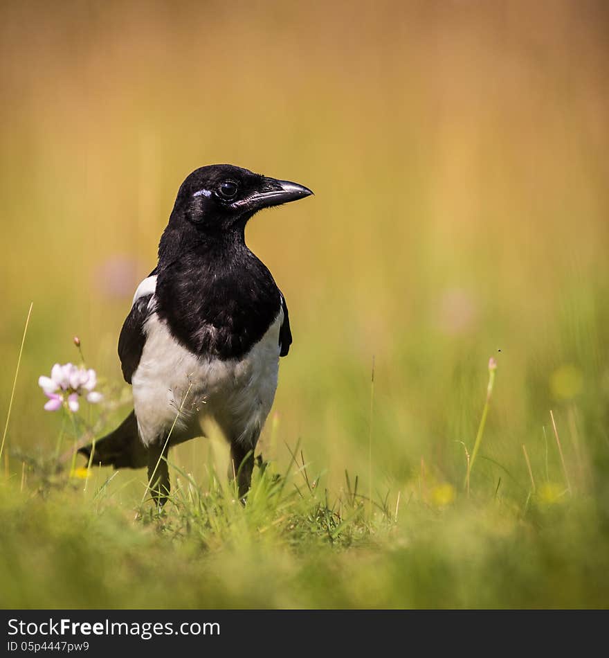 Magpie on a meadow looks victim