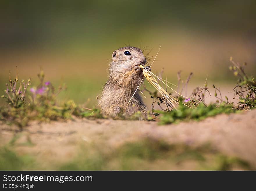 Gopher on the meadow with nuts