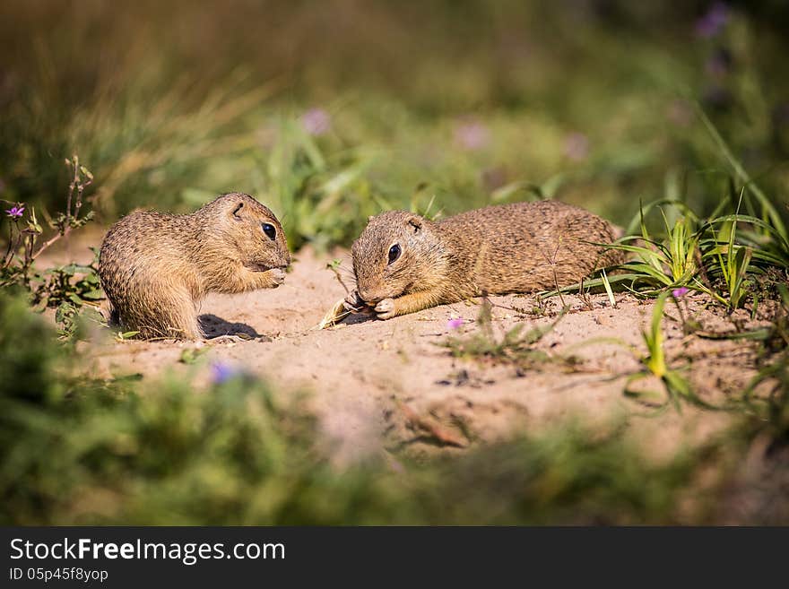 Gopher on the meadow with nuts