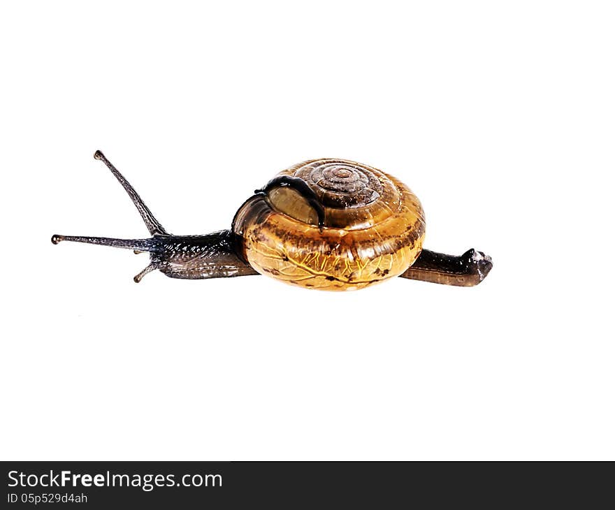 Snail isolated on white background