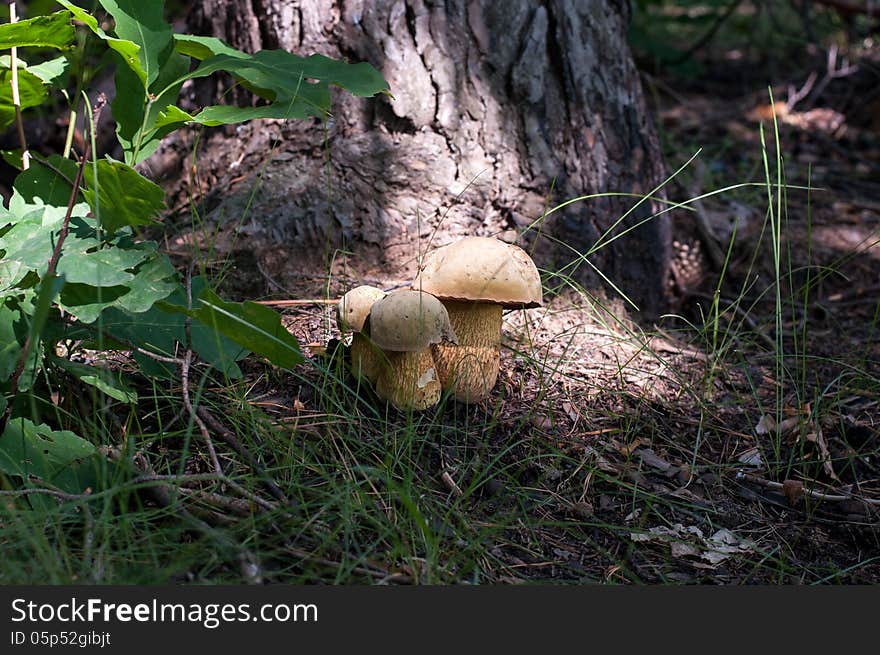 Mushrooms in the grass