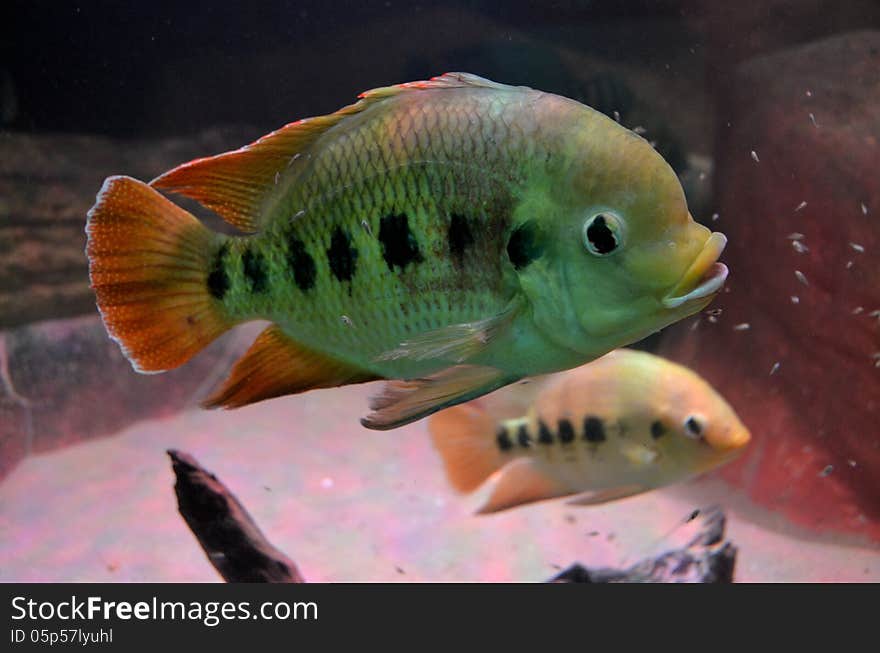 A fish in an aquarium at the zoo in Antwerp.