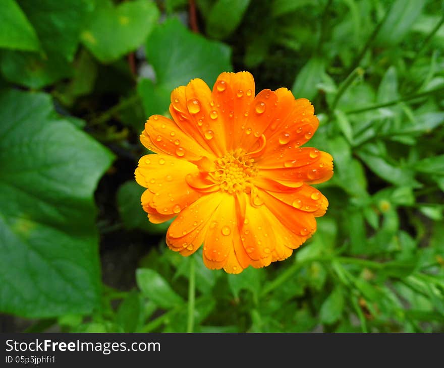 This photo was taken outside at a friends garden after a rainy day. This photo was taken outside at a friends garden after a rainy day