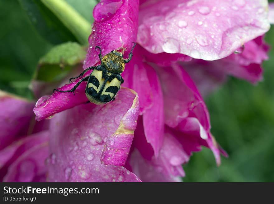 The Beetle &x28;lat. Trichius Fasciatus&x29; After The Rain.