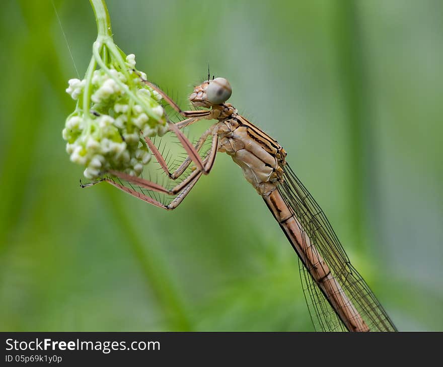 The White-legged Damselfly or Blue Featherleg (Platycnemis pennipes) is a damselfly of slow-flowing, muddy waters.