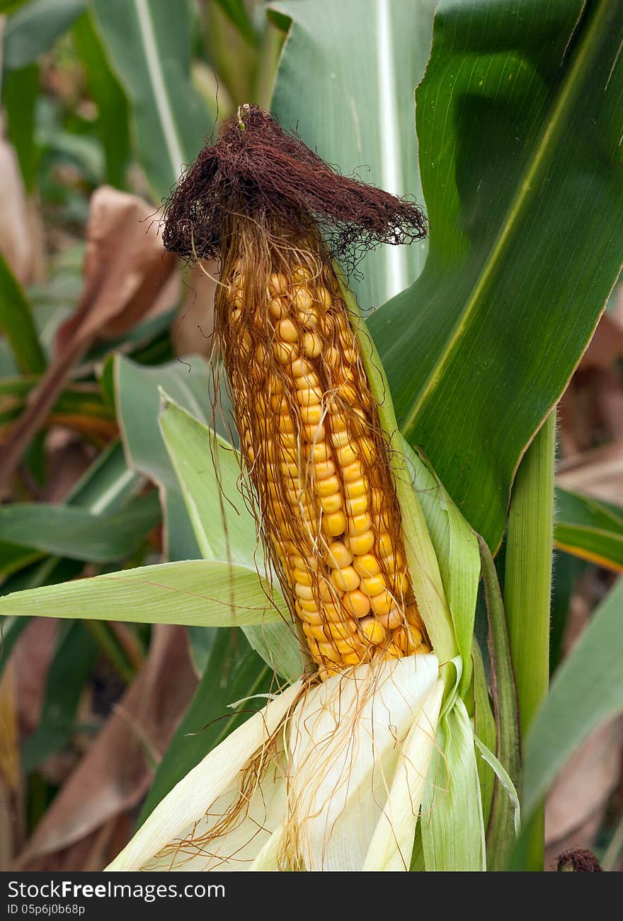 Corn crop in field outdoor background. Corn crop in field outdoor background