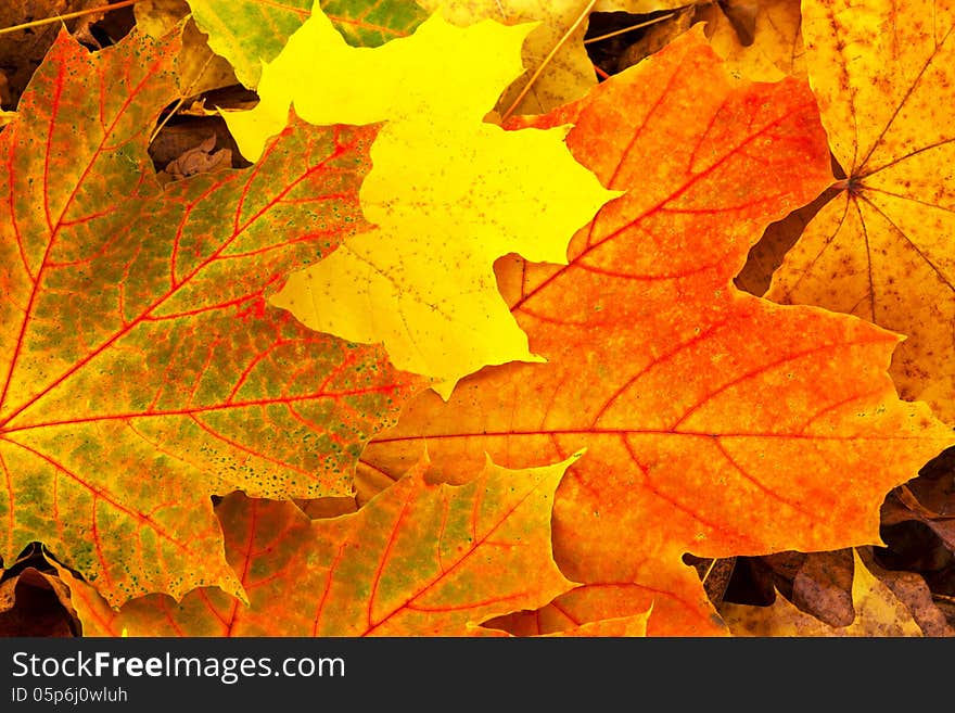 Colorful background of fallen autumn leaves background. Colorful background of fallen autumn leaves background