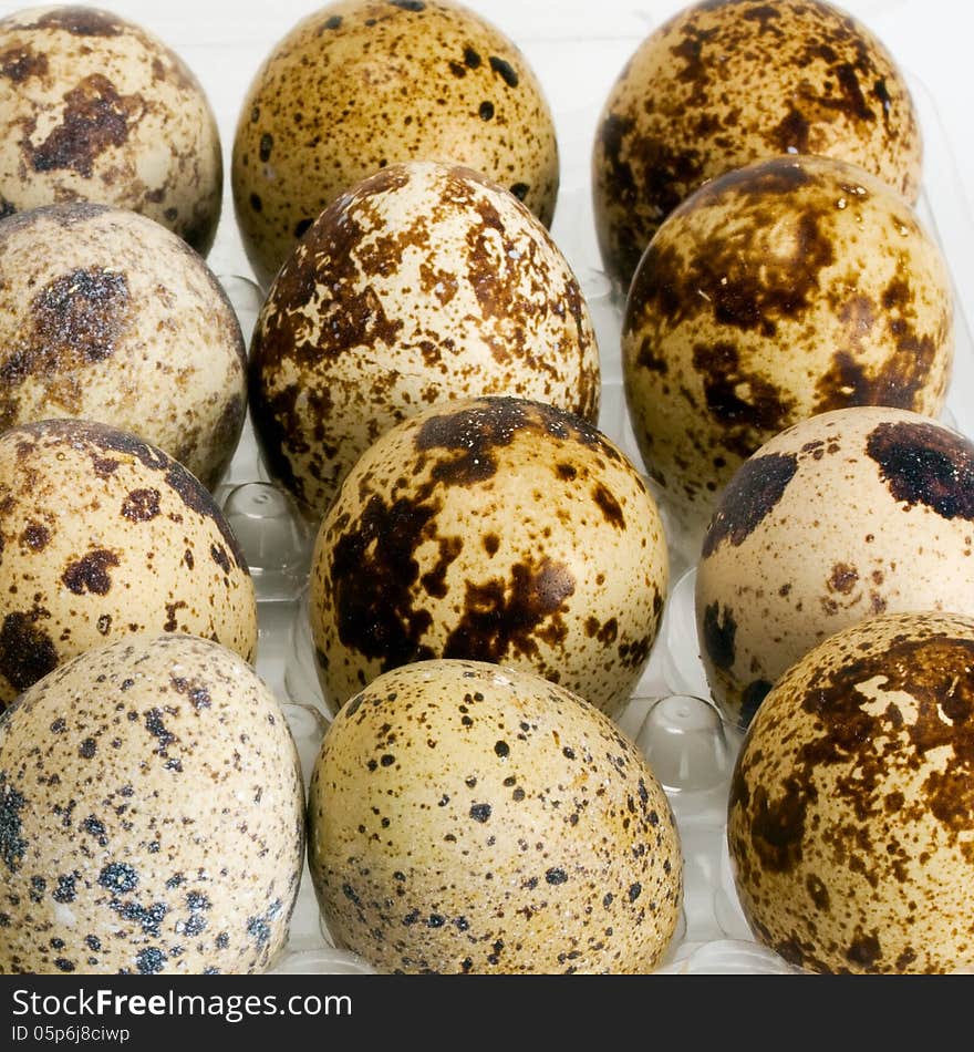 Egg femail quail