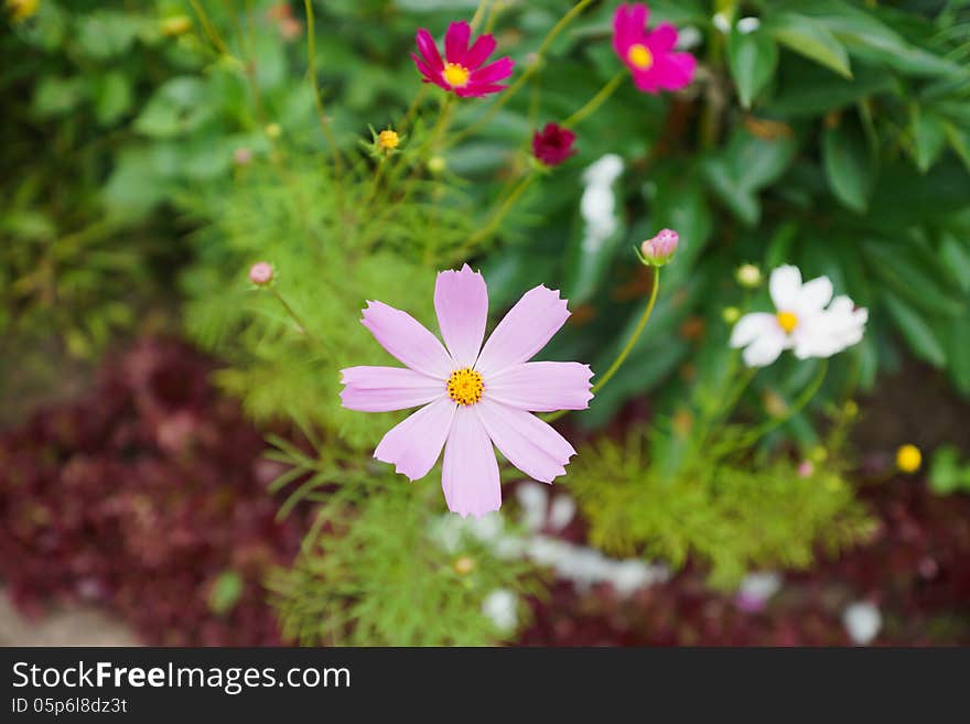 Cosmos flowers in summer garden close-up