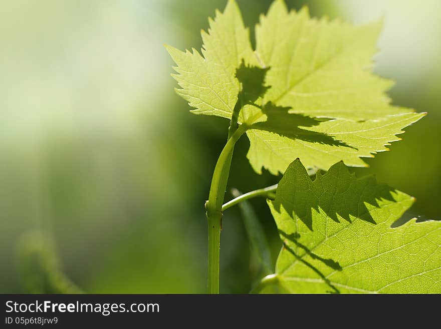 Grape leaves over blurred background of grapevine. Macro closeup. Grape leaves over blurred background of grapevine. Macro closeup