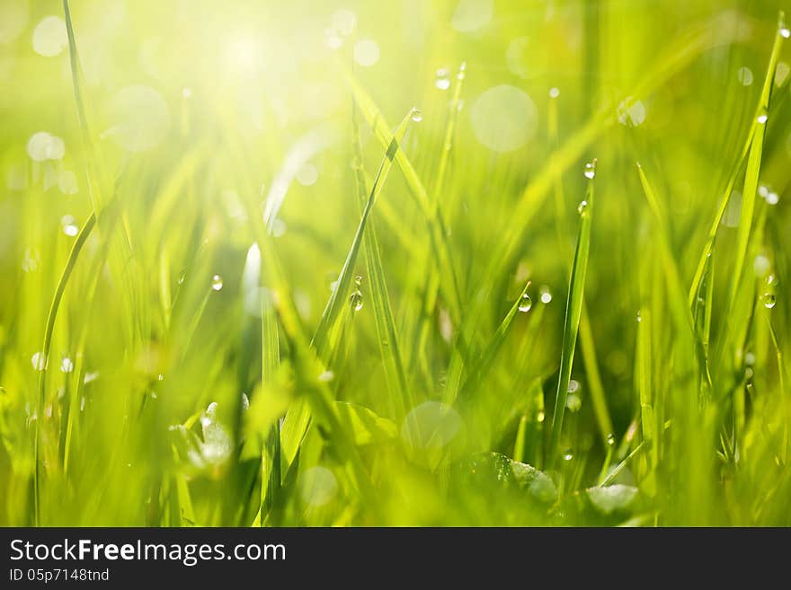 Fresh grass with dew drops and bokeh lights. Spring or summer background