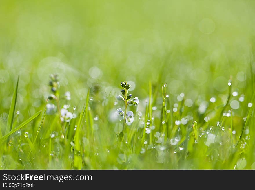 Fresh grass with dew drops