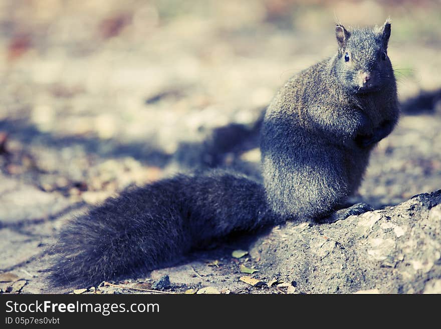 Squirrel stopped in it's tracks in High Park Toronto.