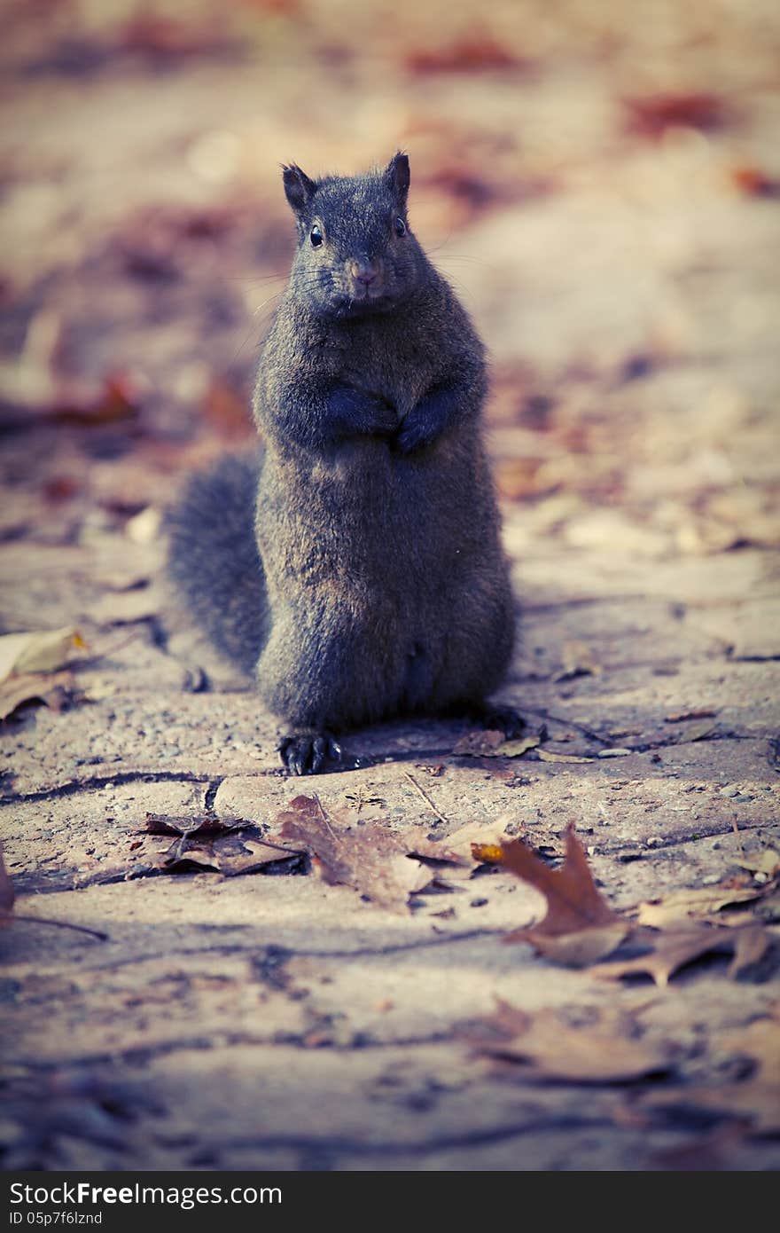 Squirrel