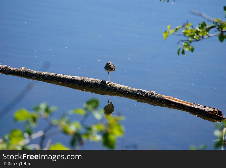 Lesser Greater Yellow Legs Bird