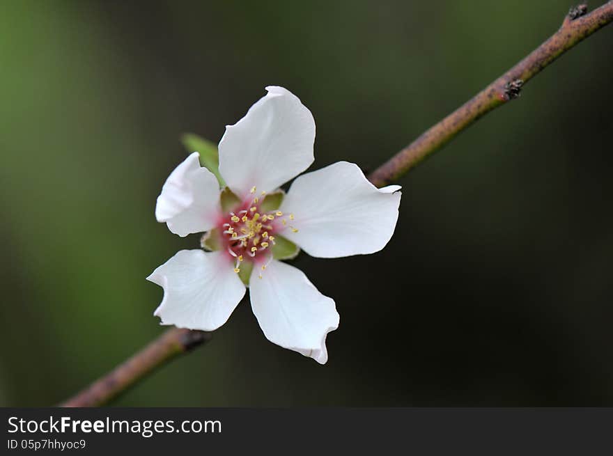 Closeup view of a beautiful flower of almond. Closeup view of a beautiful flower of almond.