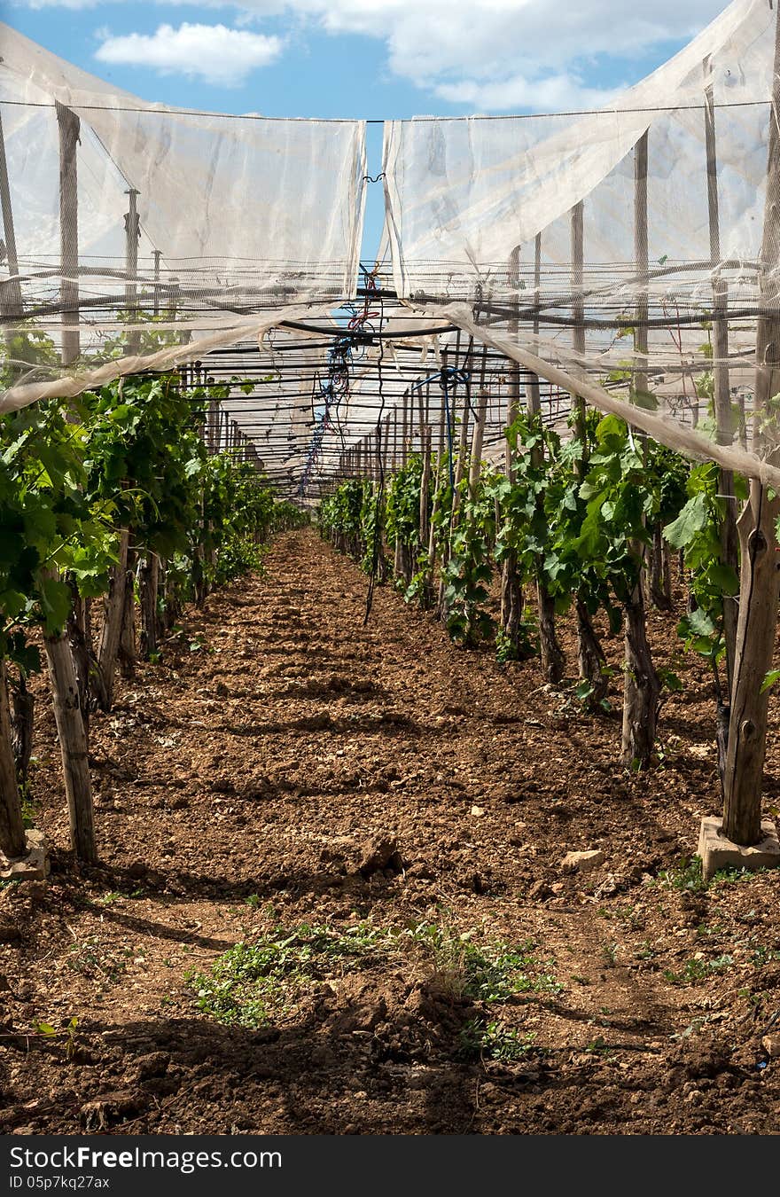 Covered Italian Vineyard