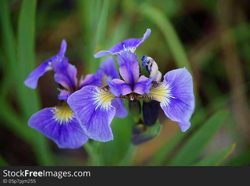 Blue Wild Iris (Iris Setosa) blooming in June with background at Reflections Lake in Palmer, Alaska Hay Flats Game Refuge. Blue Wild Iris (Iris Setosa) blooming in June with background at Reflections Lake in Palmer, Alaska Hay Flats Game Refuge.