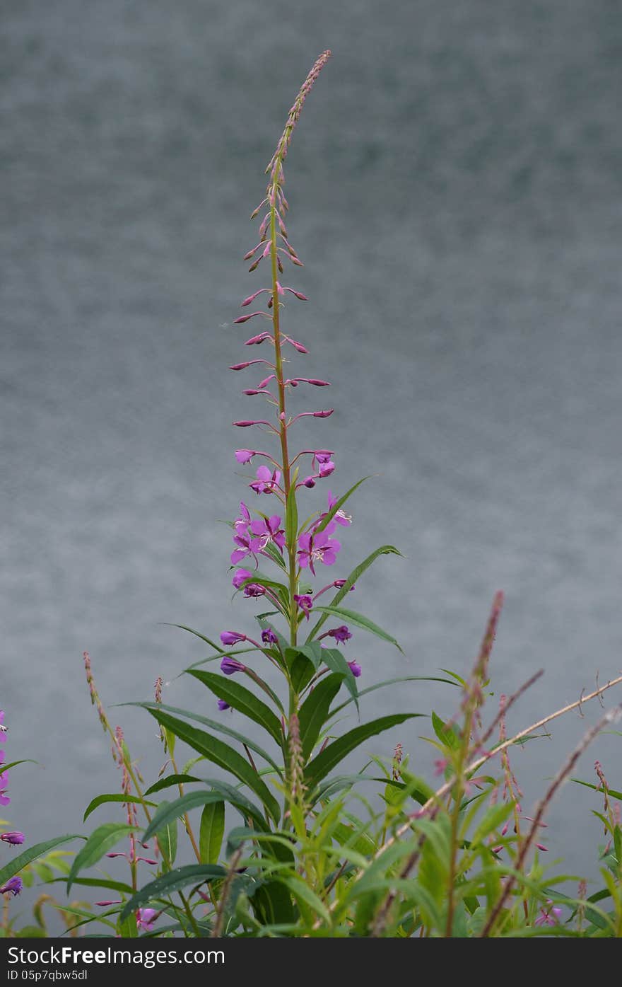 Fireweed (Epilobium angustifolium) blooming in June with lake water background at Reflections Lake in Palmer, Alaska Hay Flats Game Refuge. Fireweed (Epilobium angustifolium) blooming in June with lake water background at Reflections Lake in Palmer, Alaska Hay Flats Game Refuge.