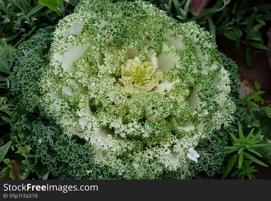 Green and White Flowering Kale in Palmer, Alaska. Green and White Flowering Kale in Palmer, Alaska.