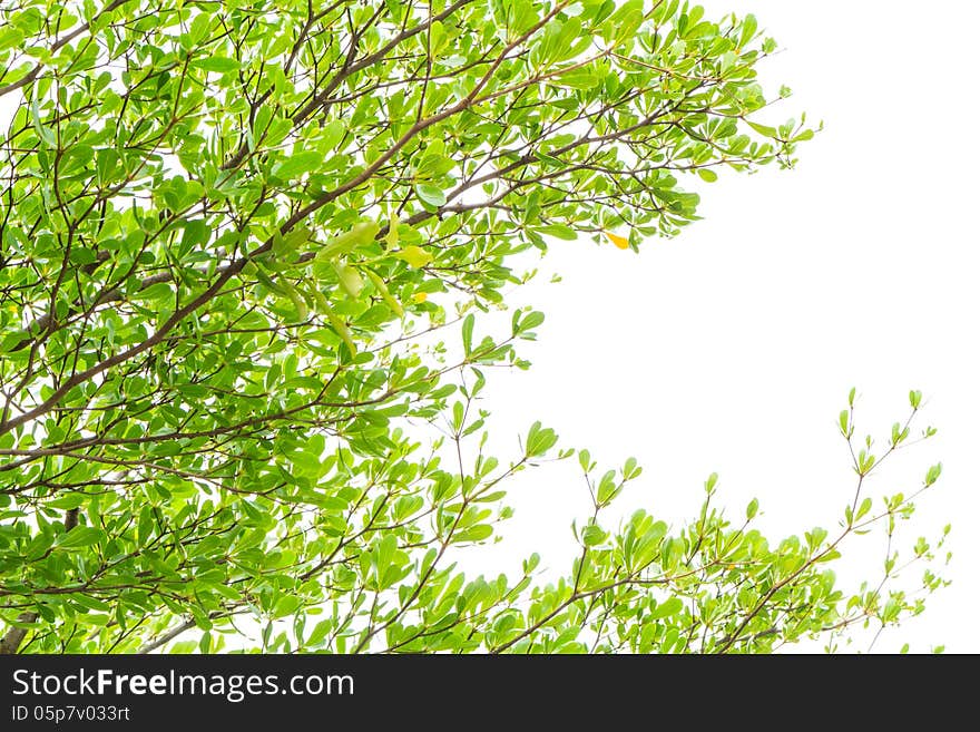 Leaf and tree isolated on white background