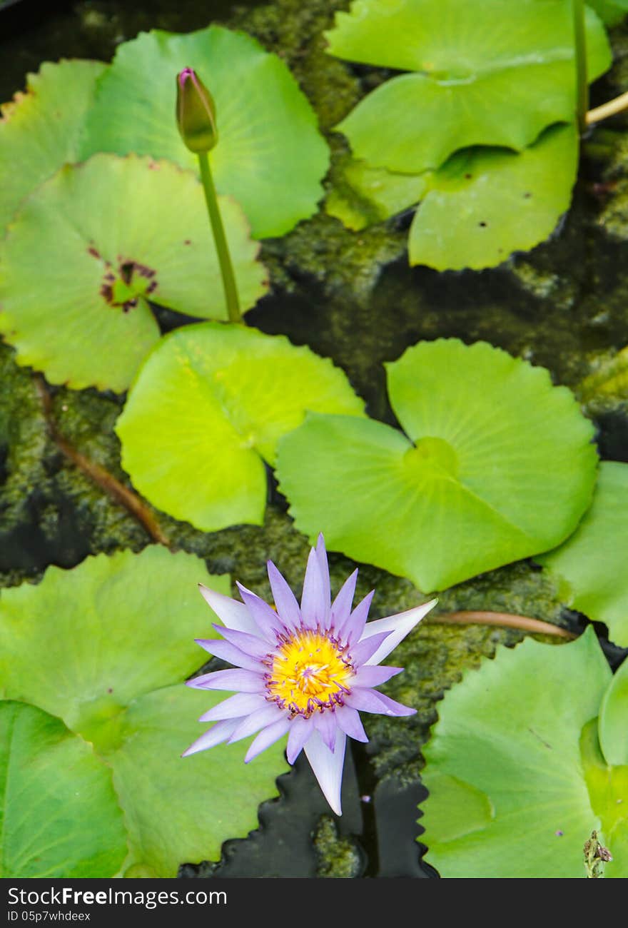 Close up  purple lotus in pool