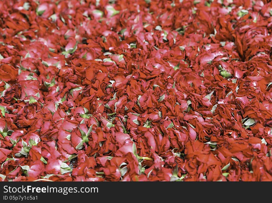 Close up red rose background