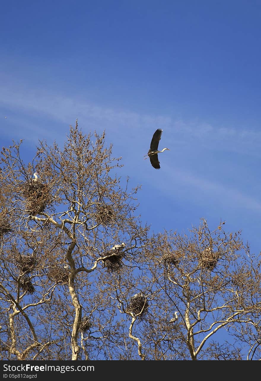 Herons nest