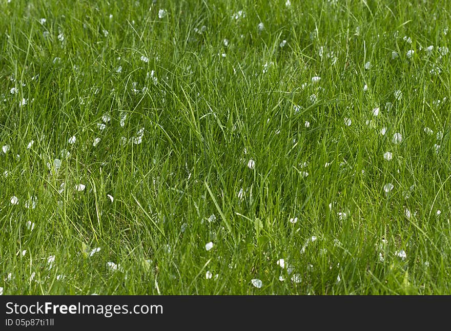 Green Grass With Fallen Petals