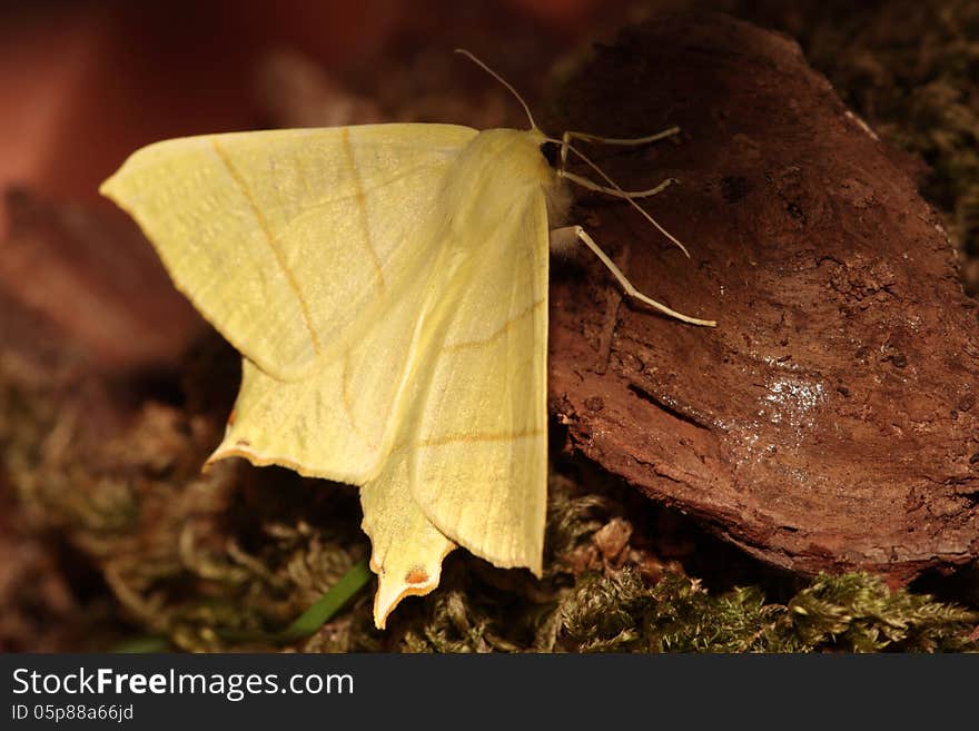 View of a swallowtailed moth on a green mossy background from above. View of a swallowtailed moth on a green mossy background from above.