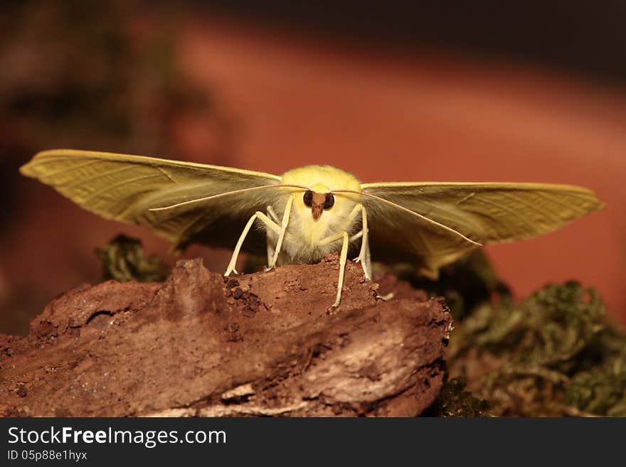 View of a swallowtailed moth on a woody mossy background frontal view. View of a swallowtailed moth on a woody mossy background frontal view.