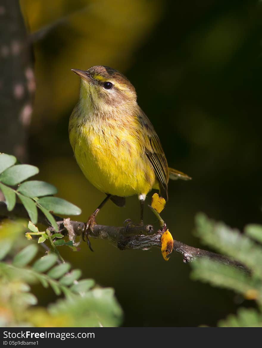 Palm warbler sitting on a branch