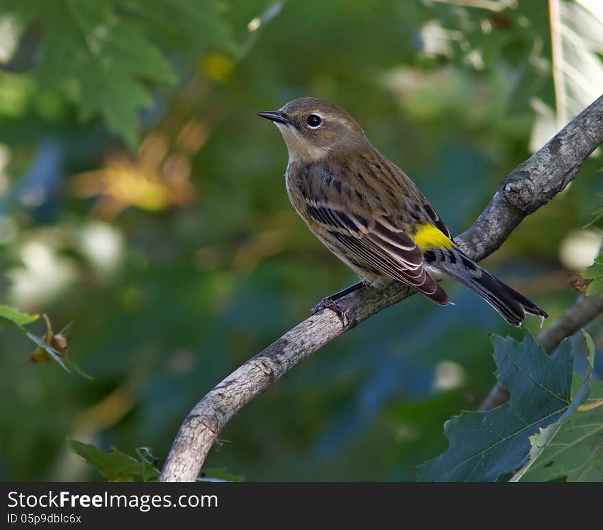 Yellow-rumped Warbler