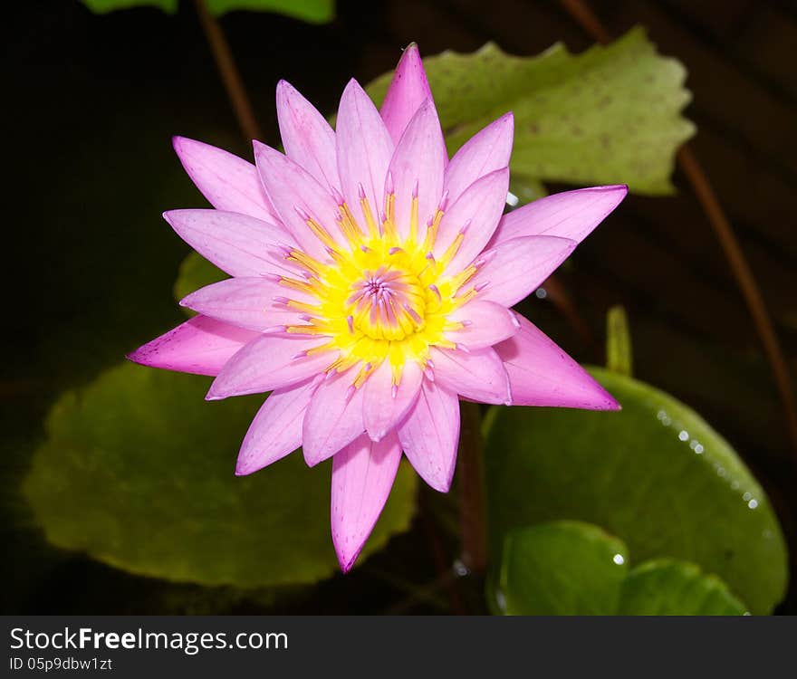 Pink Blooming Lily On The Pond Water