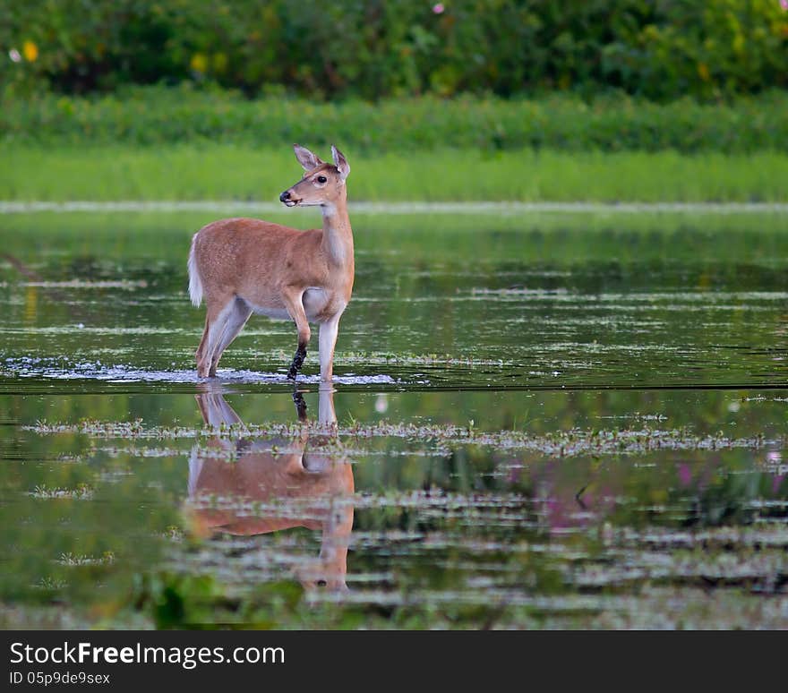 A White-tailed deer crossing the water