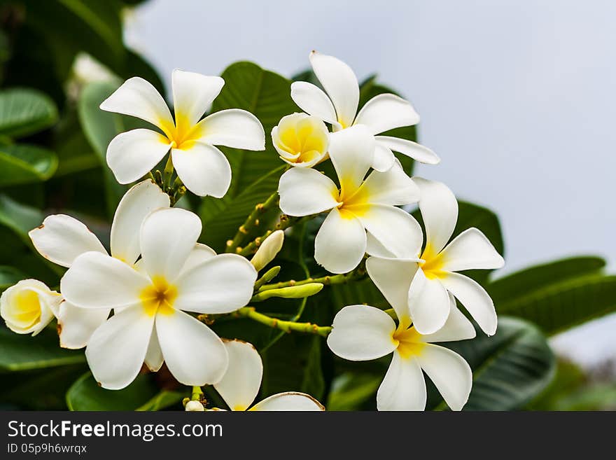 White flower blooming in bouquet infront of blue sty background look beautiful