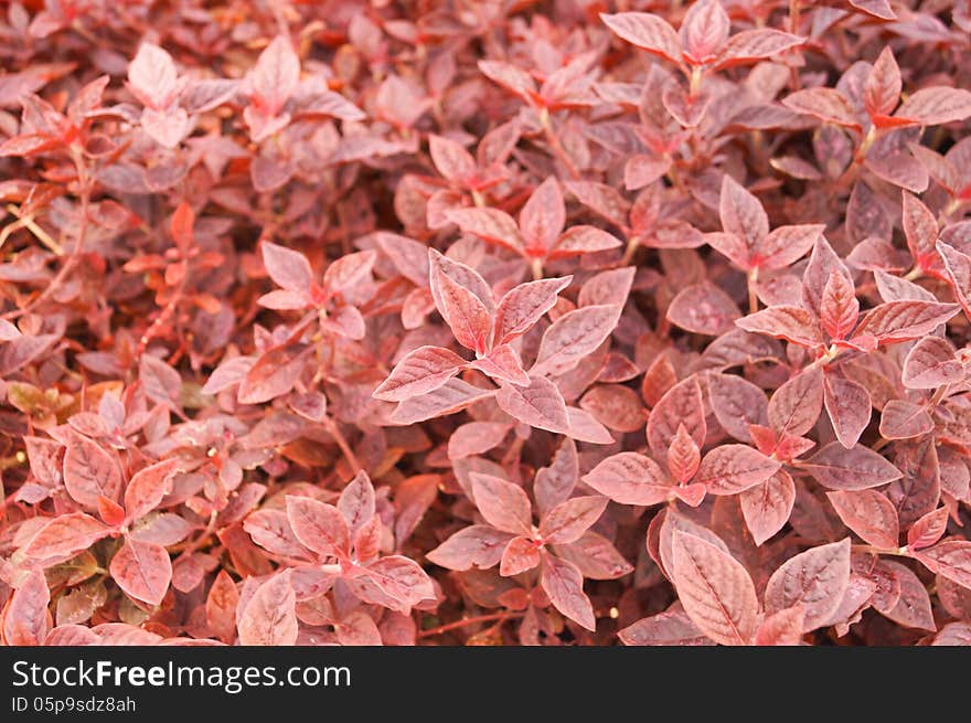 Red leave plant