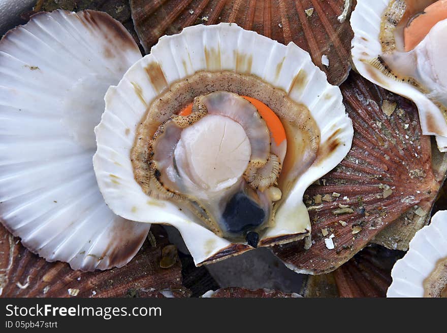 Scallops in the shell