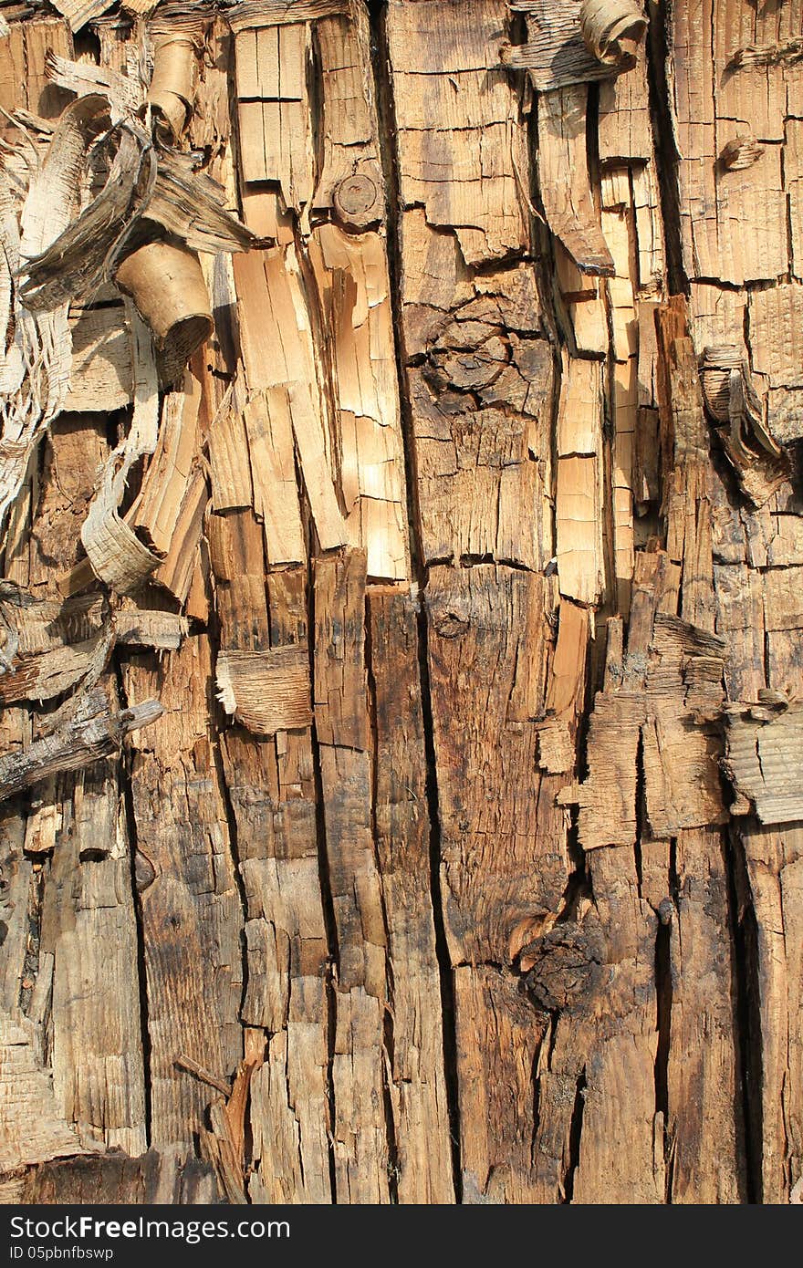 Tree bark. The abstract background for desig