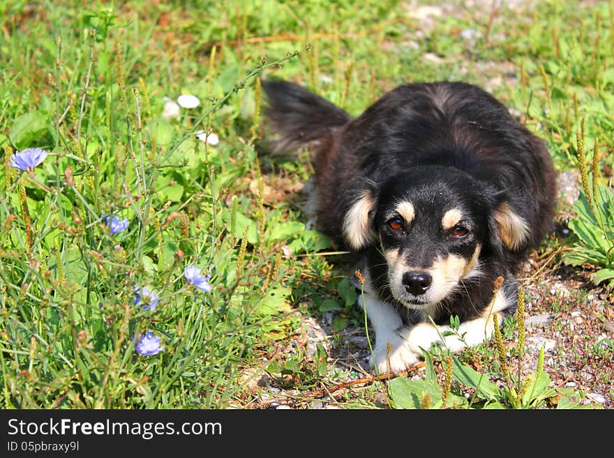 Cute puppy dutiful gorgeous beautiful black