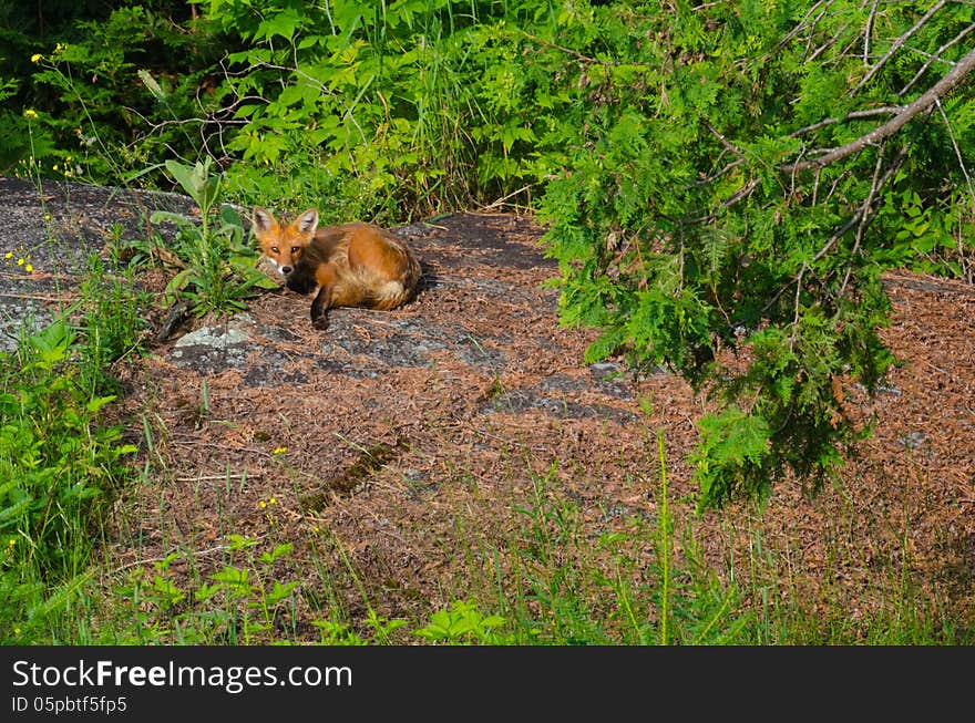 Staring Red Fox cub on a rock in the forest in the morning. Staring Red Fox cub on a rock in the forest in the morning.