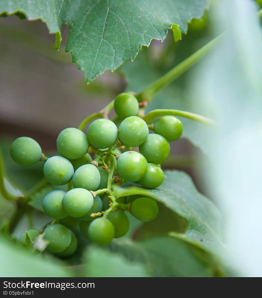 Grapes with leaves growing in nature. Grapes with leaves growing in nature