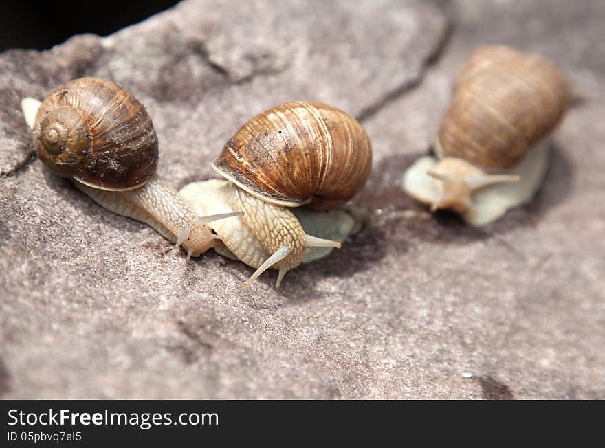 Three snail crawling